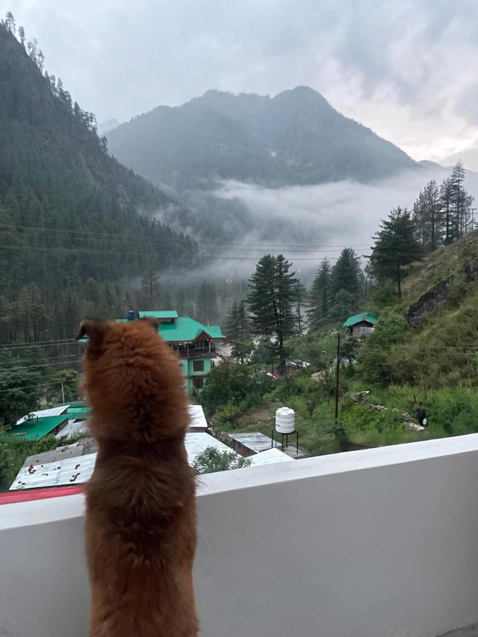 Trippy Homestay Kasol Eksteriør bilde