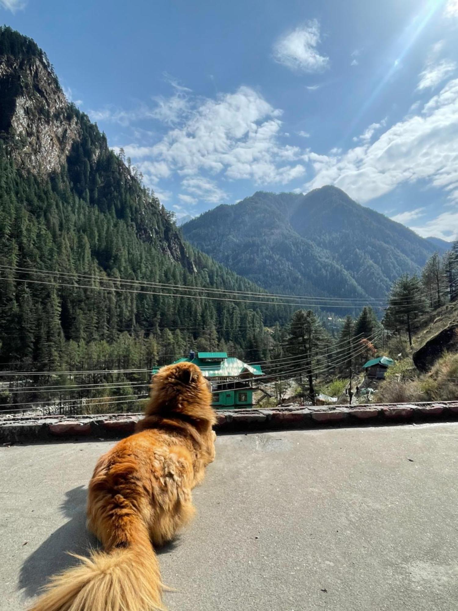 Trippy Homestay Kasol Eksteriør bilde